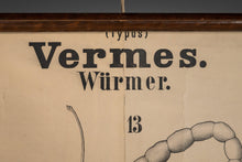 Load image into Gallery viewer, Antique Wurmer Worm Wall Chart by Rudolf Leuckart 42.5" x 55", 1885-ABT Modern