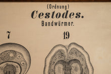 Load image into Gallery viewer, Antique Wurmer Worm Wall Chart by Rudolf Leuckart 42.5" x 55", 1885-ABT Modern