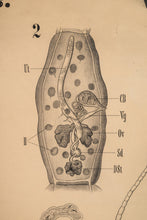 Load image into Gallery viewer, Antique Wurmer Worm Wall Chart by Rudolf Leuckart 42.5" x 55", 1885-ABT Modern