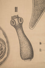Load image into Gallery viewer, Antique Wurmer Worm Wall Chart by Rudolf Leuckart 42.5" x 55", 1885-ABT Modern