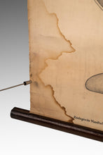 Load image into Gallery viewer, Antique Wurmer Worm Wall Chart by Rudolf Leuckart 42.5" x 55", 1885-ABT Modern