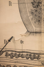 Load image into Gallery viewer, Antique Wurmer Worm Wall Chart by Rudolf Leuckart 42.5" x 55", 1885-ABT Modern