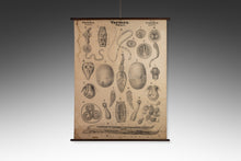 Load image into Gallery viewer, Antique Wurmer Worm Wall Chart by Rudolf Leuckart 42.5" x 55", 1885-ABT Modern