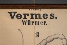 Load image into Gallery viewer, Antique Wurmer Worm Wall Chart by Rudolf Leuckart 42.5&quot; x 55&quot;, 1885-ABT Modern
