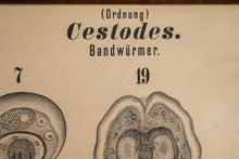 Load image into Gallery viewer, Antique Wurmer Worm Wall Chart by Rudolf Leuckart 42.5&quot; x 55&quot;, 1885-ABT Modern
